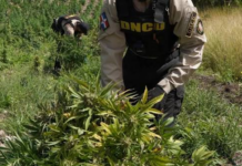 DNCD erradica plantación de marihuana en zona montañosa de San José de Ocoa