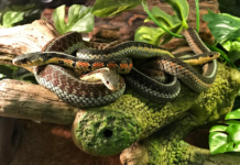 Más de 3,000 especies de serpientes habitan el planeta, pero pocas representan un riesgo para las personas