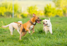 Hoy se celebra el Día Mundial del Perro, símbolo de fidelidad y compañía