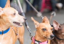 Más de 100 mascotas atendidas en operativo de salud animal en el DN
