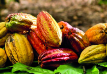 Cacao dominicano genera US$669 millones en exportaciones durante 2025