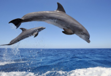 El extraño truco de los delfines para dormir bajo el agua
