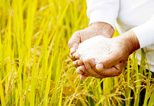 La producción de arroz cae, pero otros cultivos muestran crecimiento en 2026