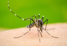 Salud Pública mantiene vigilancia ante casos de dengue, malaria y leptospirosis
